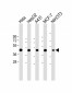 Beta-actin Antibody